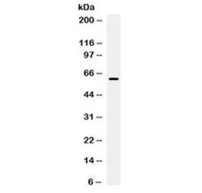 PD-L1 Antibody / B7-H1 / CD274 - image 1