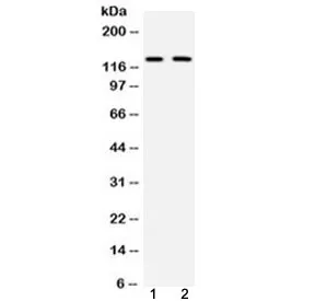 CD11b Antibody / MAC-1 - image 1