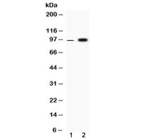 Fibrinogen alpha chain Antibody (FGA) - image 1