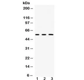 Fibrinogen beta chain Antibody (FGB) - image 1