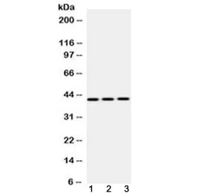 EBP1 Antibody / ErbB3-binding protein 1 - image 1