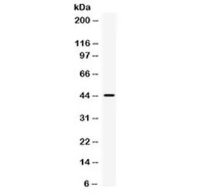 IRF9 Antibody / Interferon regulatory factor 9 - image 1