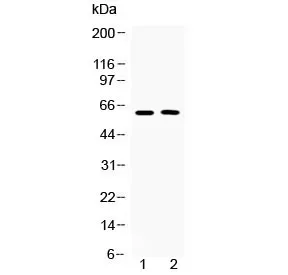 Tubby Antibody - image 1