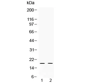 Alpha Defensin 1 Antibody / DEFA1 - image 1