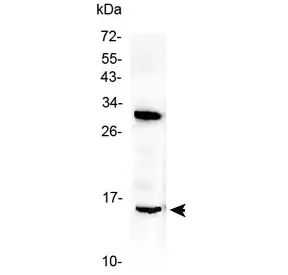 ID2 Antibody (Inhibitor of DNA binding 2) - image 1