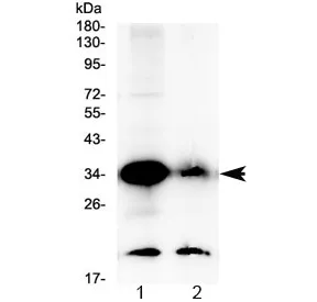 GDF15 Antibody - image 1