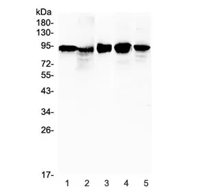 Beta Catenin Antibody - image 1