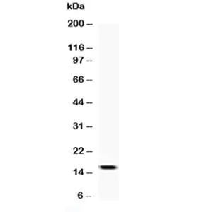 Leptin Antibody / LEP - image 1