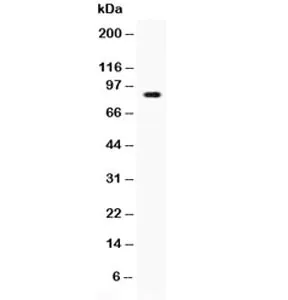 L-Selectin Antibody / CD62L - image 1