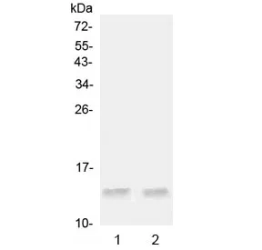 Ccl20 Antibody / Mip-3 alpha - image 1
