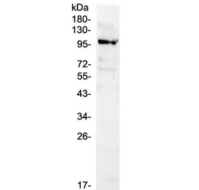 NFAT1 Antibody / NFATC2 - image 1