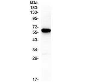 Syndecan-1 Antibody / CD138 - image 1