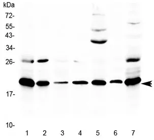 Ccl19 Antibody / Mip-3 beta - image 1
