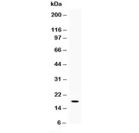 Il-16 Antibody - image 1