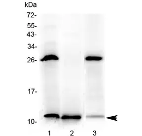 Tff3 Antibody / Trefoil factor 3 - image 1