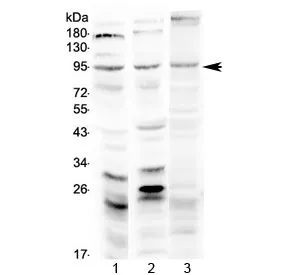 SEMA3A Antibody / Semaphorin 3A - image 1