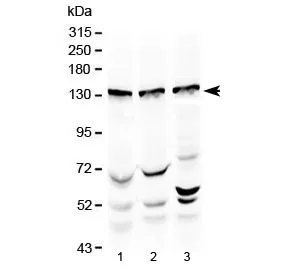 Exportin-5 Antibody (N-Terminal Region) - image 1