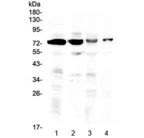 IBSP Antibody / Bone Sialoprotein 2 - image 1