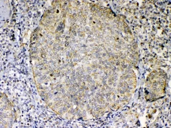 GITRL Antibody / TNFSF18 - image 1