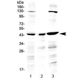 PREB Antibody / Prolactin regulatory element-binding protein - image 1