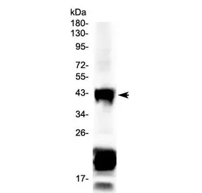 CHX10 Antibody / VSX2 - image 1