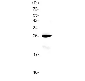 RND1 Antibody / Rho-related GTP-binding protein Rho6 - image 1