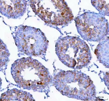 Epigen Antibody / Epgn - image 1