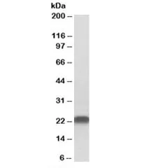 LIN7B Antibody - image 1