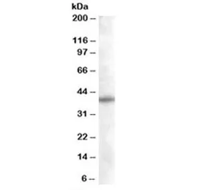 SNX16 Antibody - image 1