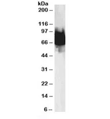 KLF4 Antibody - image 1