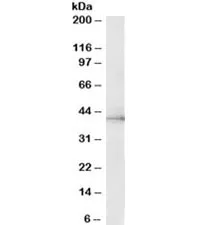 ERK2 Antibody / MAPK1 - image 1