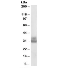 Cathepsin F Antibody - image 1