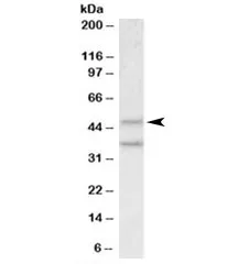 Mboat4 Antibody - image 1