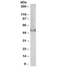 PPAR delta Antibody - image 1