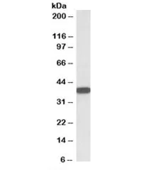 CYB5R3 Antibody - image 1