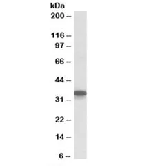 Cyb5r3 Antibody - image 1