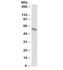 RXR beta Antibody - image 1