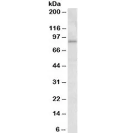 STAT3 Antibody - image 1