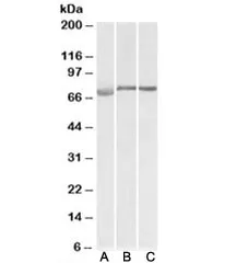 DMTF1 Antibody - image 1