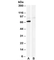 Monoamine Oxidase A Antibody - image 1
