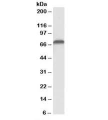 AIFM1 Antibody - image 1