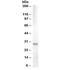 14-3-3 theta Antibody - image 1
