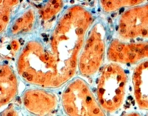 Semaphorin 5A Antibody - image 1