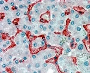 AOC3 Antibody / VAP-1 - image 1