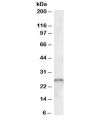 SMN Antibody - image 1