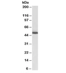 ALDH2 Antibody - image 1