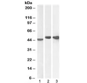 GFAP Antibody - image 1