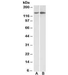 Integrin alpha 1 Antibody - image 1