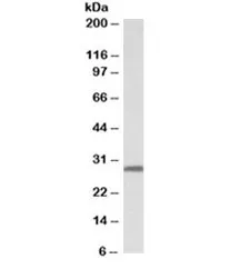 14-3-3 sigma Antibody - image 1