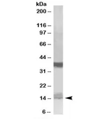 Prefoldin Antibody - image 1